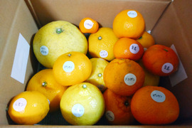 鹿児島県産「8〜10種のみかん柑橘詰め合わせ」【柑橘食べ比べ】5㎏