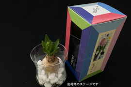 香り豊かなヒヤシンス白１球入れ🌼
ガラスベース付き おしゃれなギフトボックス入り【期間限定】