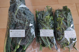 ✨【今だけのご馳走】黒キャベツの親子セット（ベビーネロ（花芽）＋カーボロネロの葉セット）｜食感も味も2度おいしいイタリア野菜✨農薬・化成肥料不使用