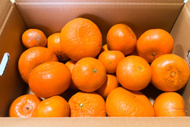 【訳あり】おてんば麗紅（箱込5kg）