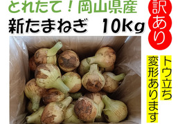 春しか食べれない！岡山県産『新たまねぎ』訳あり　10kg以上