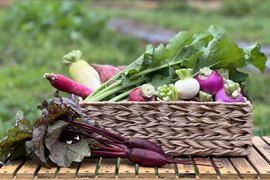 旬の野菜を堪能できる。朝採れ自然栽培野菜セット　５～７種類　約１～２kg