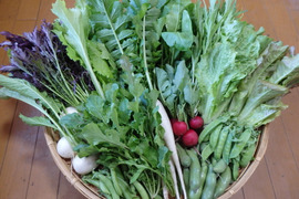【自然栽培】高原の野菜セットM（12～13品目）