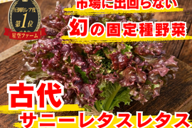 🥬噛む美容水“癒しのサニーレタス”🥬ほぼ水分なのに体がほどける古代の葉☆古代種ブランド葉物野菜【農薬不使用】【化学肥料不使用】【品種改良なしの固定種】お試し約1kg🥬4月下旬予約🥬