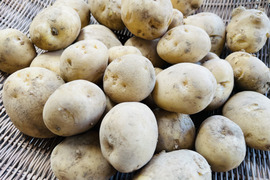 ジャガイモ「男爵」4500g 横浜市内産　ホクホク食感