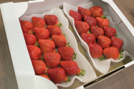 【4-5月限定】オーガニックあまおう　中粒2パック（280g×2）