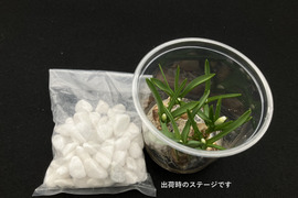 可愛らしいムスカリ白６球 透明クリアカップ入(小石付）
【期間限定】