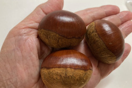 Lサイズ粒ぞろい　発祥の地　能勢産ブランド栗「銀寄」１㎏【オール　Lサイズ】