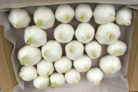 極上のミニサイズ！　牛窓県産品　まるむのミ二ニンニク(箱いっぱい)