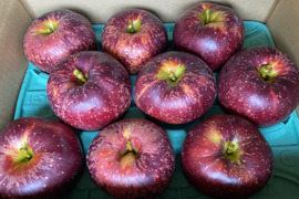 深紅色が目を引くりんご　秋映　家庭用（8個から12個）
