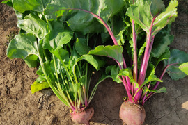 🌱収穫そのままお届け！畑直送！「食べる輸血」採れたて葉付きビーツ1〜2種セット約1.5kg🌱｜畑の鮮度そのまま✨｜農薬・化成肥料不使用｜✨