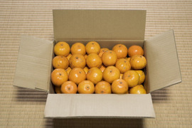 レモン　紅ぷり4kg+ポンカン4.5kgぐるりん ポンカン産地直送販売所 ポンカン 5kg