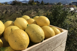 【果皮も安心】やさしい黒潮檸檬 3kg　節減対象農薬：当地比約75％減
