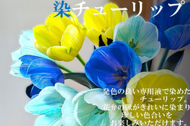 染チューリップ　10本　セピア　発送日は1月中以降となります。　※北海道・沖縄発送不可※