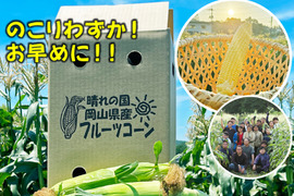 【早期予約10本＋1本おまけ】晴れの国岡山県産！太陽の恵みたっぷりでメロンより甘い！朝採れフルーツコーン10本【6月下旬から発送予定、なくなり次第終了】