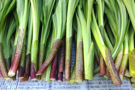 【2026年優先予約】！初物を優先発送(4月中旬)！太い行者にんにく1kg　「やわらか若葉」幻の山菜