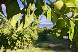 若桃（摘果桃）当日どり直送便【加工用】