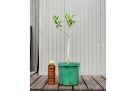 オリーブ 鉢植え J5｜育てやすい シンボルツリー・盆栽にも最適