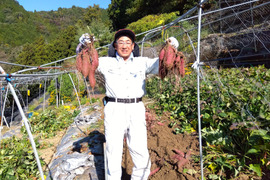 【秋の味覚　第１弾】
今年の初掘り「さつま芋」紅はるか　２Ｋｇ　１２００円