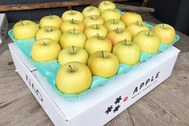 【特別栽培認証取得】シナノゴールド5kg　酸味が爽やかで果汁たっぷり🍏良品・家庭用ミックス 農薬5割減＆化学肥料不使用 青森県産黄りんご　スマフレ貯蔵