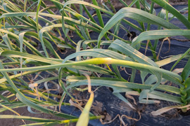 ✨希少！国産ニンニクの芽　約300g✨採れたて直送｜やわらかく甘い春のごちそう🥬農薬・化成肥料不使用✨