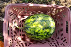 【単品🏣ゆうパック】スイカ🍉俵型☆大玉☆Ｌサイズ☆訳アリ☆農薬、除草剤、化学肥料不使用🏣ゆうパック100サイズ☆一点もの