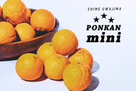 Mini ☆豊作記念セール☆【小玉（Sサイズ）で濃厚】熟成　今津ポンカン9kg