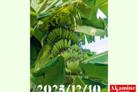 数量限定です！貴重『アップルバナナ』約2kg