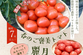 【糖度7度以上】春のご褒美トマト「麗月」2K箱