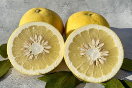 【シャキシャキ食感と爽やかな香り】文旦 5kg