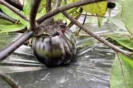 奈良の伝統野菜！肉質緻密！ジューシー大和丸ナス　6個