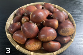 宮崎県産　栗　約10キロ 品種　筑波　b 宮崎県産 栗 約10キロ 品種 筑波 b