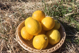 農薬不使用 広島県 瀬戸田レモン 3kg (21～27個) | 完熟 自然農 無肥料 防腐剤不使用