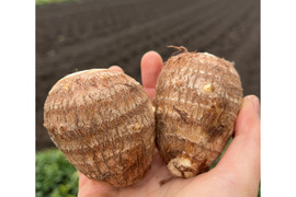 里芋　2キロ　栽培期間中農薬化学肥料不使用