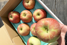 希少品種🍎北斗🍎3kg 果汁溢れる甘いりんご✨低農薬で皮ごと安心！キズなし良品🎁 特別栽培認証取得
