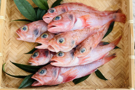 駿河湾の小さな夢カサゴ 約1kg（20尾前後）〜下処理済〜