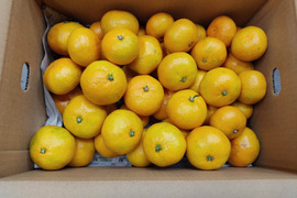 家庭用　極早生みかん　箱込み４.5キロ