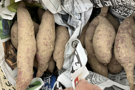 ほくほく・ねっとり食べ比べ♪ ベニアズマとべにはるか1.5kg（各品種750g）