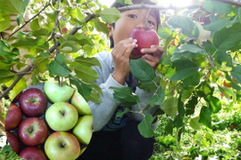 【甘い系りんご2種の食べ比べ】ぐんま名月＆シナノスイート　3キロ箱（3.2キロほど入ります）【JA基準より60％減の低農薬栽培】