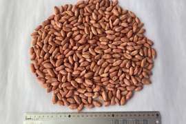 【殻むき薄皮付き】乾燥生落花生850g【ジャンボピーナッツ・極大粒】【農薬・化学肥料不使用】【天日乾燥】【令和７年・岐阜県産】
【クリックポスト配送】