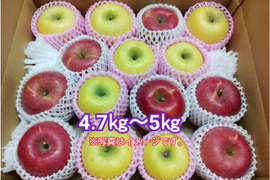 #シャキっ！パリっ！りんご2品種食べ比べセット【長野県産サンふじ・シナノゴールド】