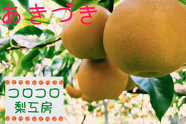 大豊作‼️300円引き【繊細なシャリ感と上品な甘さ‼️】あきづき梨贈答用(4-7個入)✨️甘くて果汁たっぷり💦シャリシャリ食感と桃のような風味が特長です‼️鮮度を保つ為クール便で発送🚚