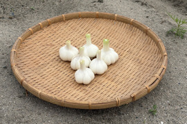 採れたて新鮮！鳥取大山の麓 生にんにく200g！　女性のパワーで大地を彩る