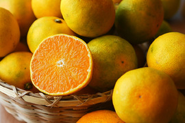 ゆら早生（みかん）5kg家庭用｜和歌山生まれの極早生みかんの最高傑作