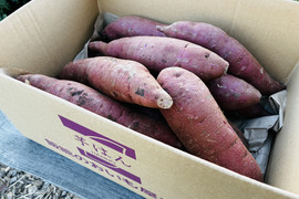 ふくむらさきS-M3kg！糖度高くアントシアニン豊富なさつまいも