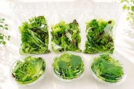 【小容量】日常使いに！洗わずに食べられるレタス6点セット（420ｇ）