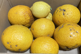 庭の甘夏 2kg｜親子でつくる、はじめての柑橘しごと｜加工用＋レモン2個付き