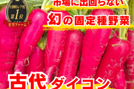 🥕冬疲れ解消“食べるデトックス根菜”🥕古代春大根☆古代種ブランド野菜【農薬不使用】【化学肥料不使用】【品種改良なしの固定種】お試し約1㎏🌿5月中旬予約🌿