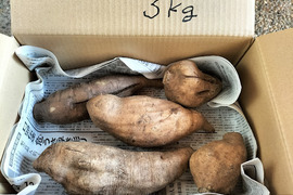 ヤーコンの通販｜野菜｜食べチョク｜産地直送(産直)お取り寄せ
