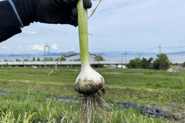 採れたて滋賀県産生にんにく😊サイズ色々混ぜて1〜1.3kg